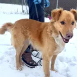 Pies do adopcji, Korabiewice, 9 lutego 2026