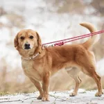 Pies poz. 25/0678 w DT z opcją DS