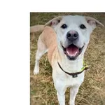 Pies do adopcji, Wrocław, 3 stycznia 2026