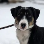 Pies do adopcji, Radom, 10 lutego 2026