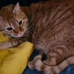 Zaginął kot, Szczecin, 10 lutego 2026