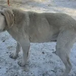 Znaleziono psa, Radom, 1 lutego 2026