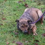 Pies do adopcji, Bełchatów, 1 listopada 2023