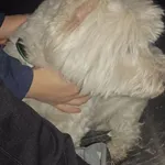 Znaleziono psa, Radom, 7 lutego 2026