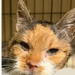 Znaleziono kota, Gdynia, 7 lutego 2026