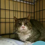 Znaleziono kota, Gdynia, 3 lutego 2026