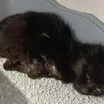 Znaleziono kota, Sosnowiec, 8 lutego 2026