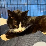 Znaleziono kota, Gdynia, 4 lutego 2026