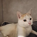 Znaleziono kota, Sosnowiec, 5 lutego 2026