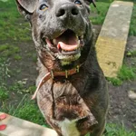 Pies do adopcji, Częstochowa, 30 marca 2023