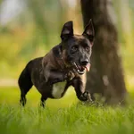 Pies do adopcji, Częstochowa, 30 marca 2023