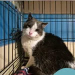 Znaleziono kota, Gdynia, 1 lutego 2026