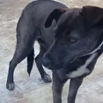 Znaleziono psa, Radom, 7 lutego 2026