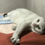 Znaleziono kota, Sosnowiec, 3 lutego 2026