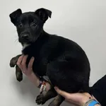 Znaleziono psa, Toruń, 5 lutego 2026