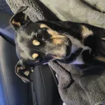 Znaleziono psa, Łódź, 10 lutego 2026