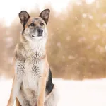 Pies do adopcji, Nowodwór, 8 lutego 2026