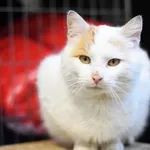 Znaleziono kota, Toruń, 21 stycznia 2026