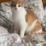 Kot do adopcji, Głowno, 10 lutego 2026