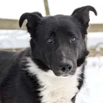 Pies do adopcji, Korabiewice, 10 lutego 2026