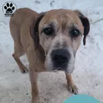 Znaleziono psa, Gdynia, 9 lutego 2026