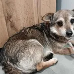 Znaleziono psa, Toruń, 10 lutego 2026