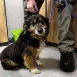 Znaleziono psa, Toruń, 5 lutego 2026