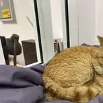 Znaleziono kota, Toruń, 8 lutego 2026