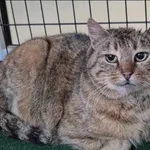 Znaleziono kota, Grudziądz, 10 lutego 2026