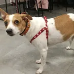 Znaleziono psa, Toruń, 4 lutego 2026