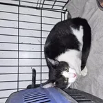 Znaleziono kota, Choszczno, 10 lutego 2026