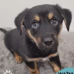 Pies do adopcji, Gdynia, 11 lutego 2026