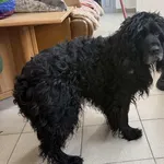 Znaleziono psa, Lublin, 11 lutego 2026