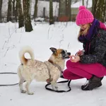 Pies do adopcji, Milanówek, 10 lutego 2026