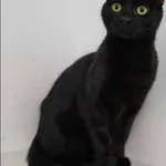 Znaleziono kota, Grudziądz, 4 października 2025