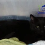 Znaleziono kota, Szczecin, 11 lutego 2026