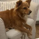 Zaginął pies, Poznań, 11 lutego 2026