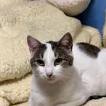 Kot do adopcji, Głowno, 10 lutego 2026