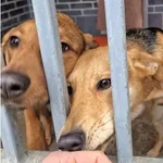 Znaleziono psa, Wrocław, 7 lutego 2026