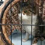 Kocurek poz. 26/066/K