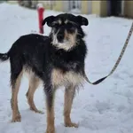 Znaleziono psa, Grudziądz, 19 grudnia 2025