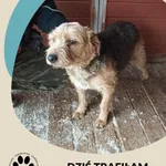 Znaleziono psa, Dąbrówka, 10 lutego 2026