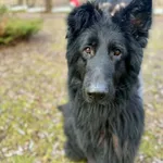 Pies do adopcji, Jelenia Góra, 12 grudnia 2025