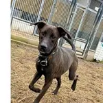 Pies do adopcji, Wrocław, 3 stycznia 2026