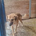 Pies do adopcji, Orzechowce, 9 lutego 2026