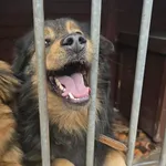 Pies do adopcji, Gorzów Wielkopolski, 7 lutego 2026