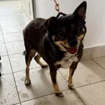 Znaleziono psa, Lublin, 12 lutego 2026