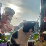 Zaginął kot, Łowicz, 12 lutego 2026