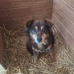 Pies do adopcji, Orzechowce, 2 lutego 2026