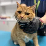 Znaleziono kota, Szczecin, 12 lutego 2026